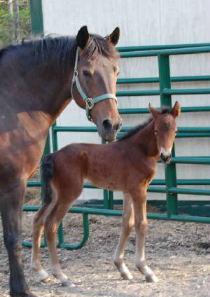 webassets/BessNBaby2.jpg