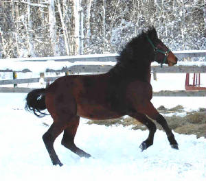 webassets/RayInSnow_090224.jpg