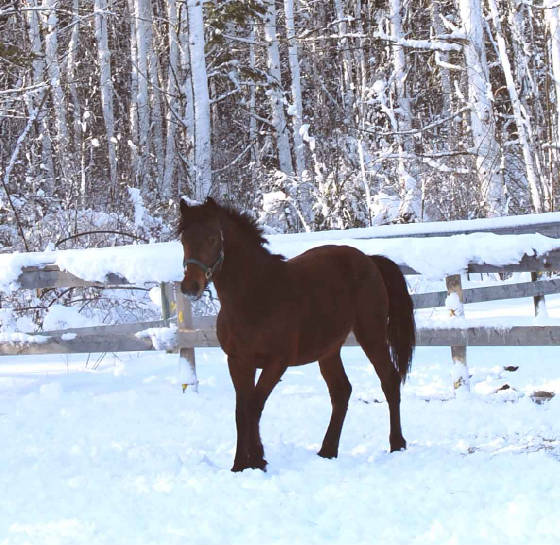 webassets/RayInSnow_090224.jpg