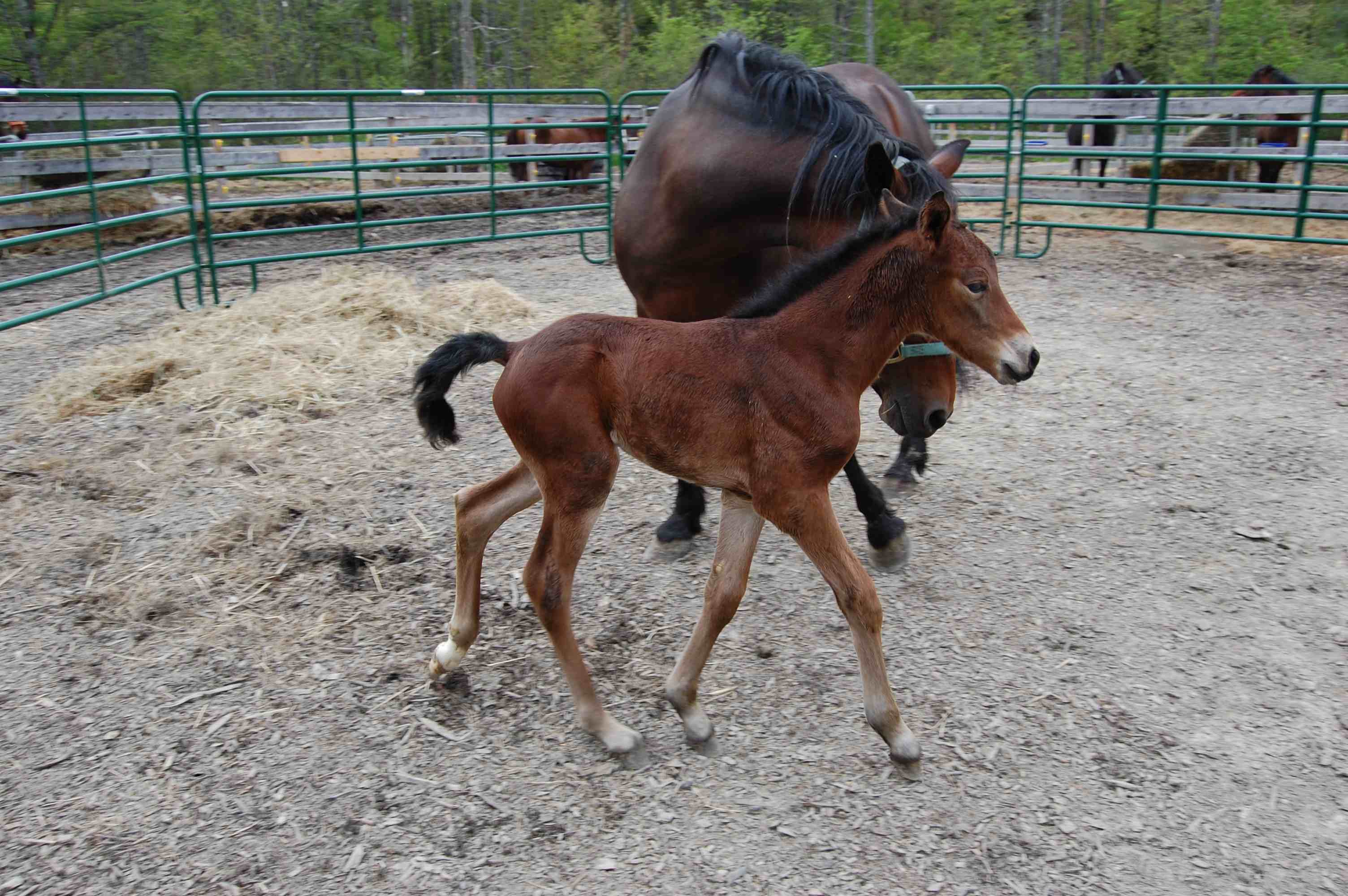 webassets/BessNBaby2.jpg